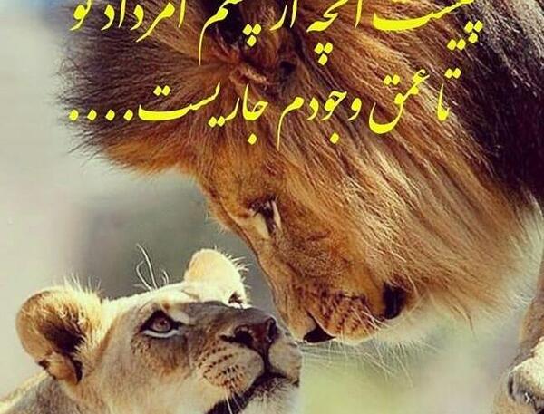 عکس شیر نر و ماده برای پروفایل