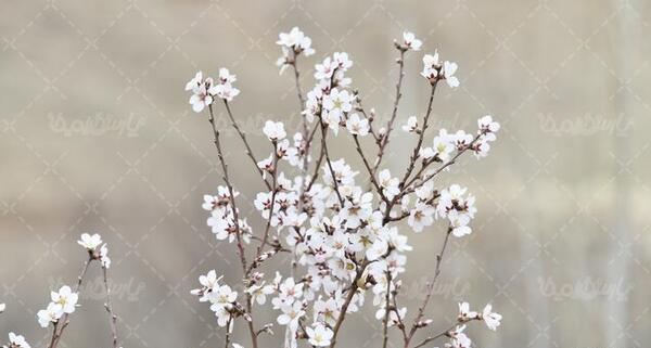 عکس منظره ی بهاری