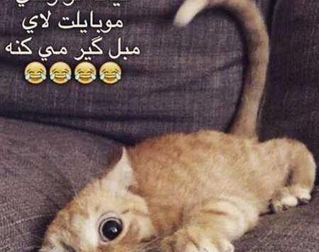 عکسهای ضد پسر