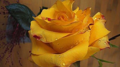 عکس پروفایل گل رز یخی