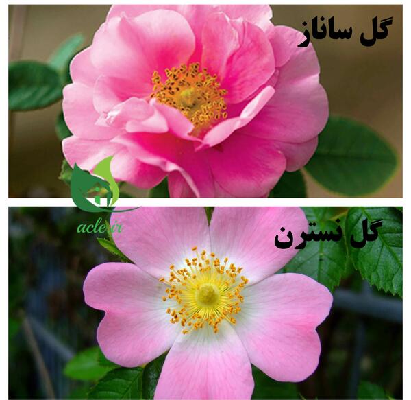 عکس گل ساناز رونده