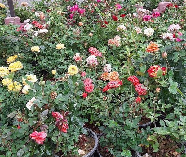 عکس گل ساناز رونده