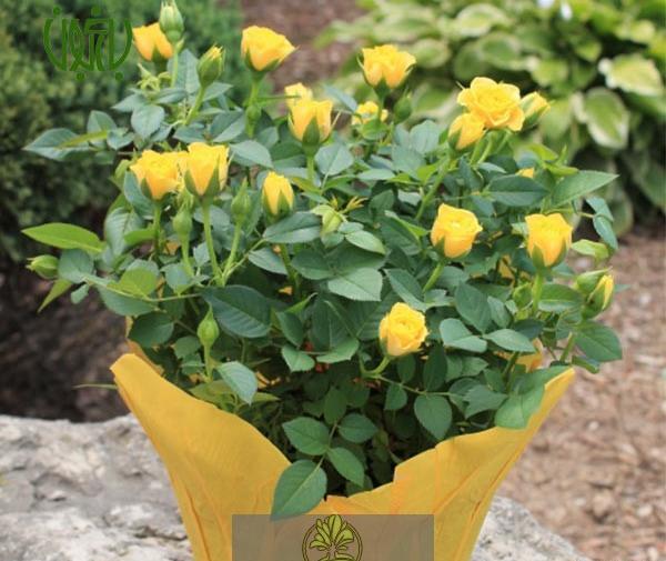 عکس گل ساناز رونده