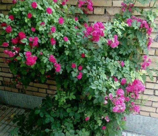 عکس گل ساناز رونده