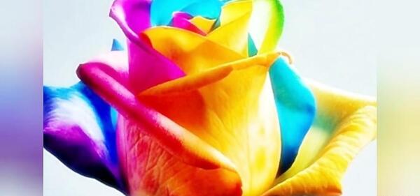 عکسهای گل آرزو