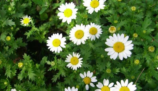 عکس چای خشک بابونه