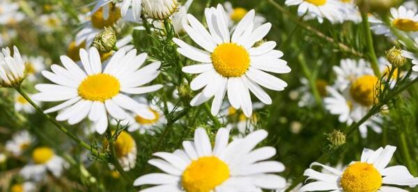 عکس چای خشک بابونه
