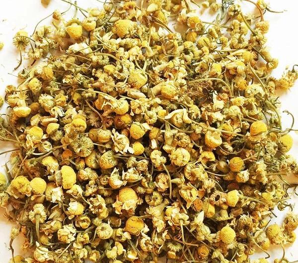 عکس چای خشک بابونه