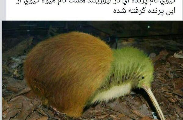 عکس های جدید جالب و خنده دار