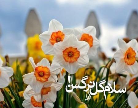 عکس نوشته ی گل نرگس