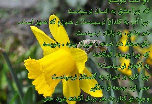 عکس نوشته ی گل نرگس