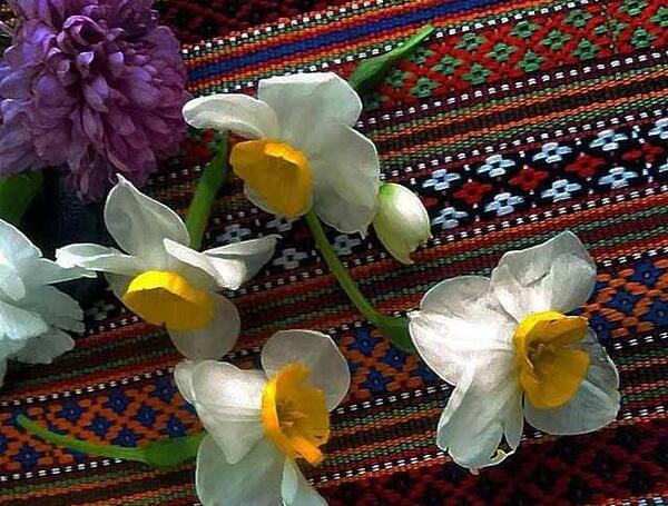 عکس نوشته ی گل نرگس