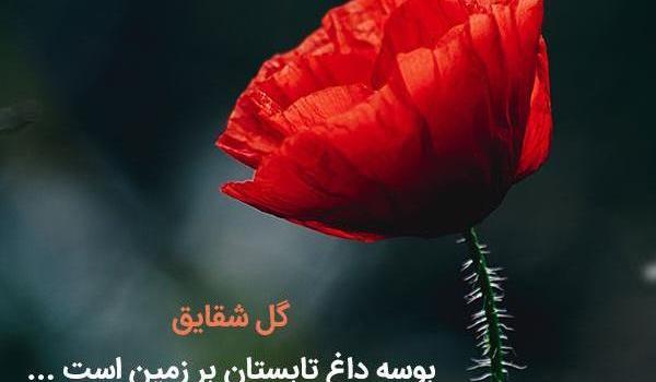 عکس گل شقایق برای پروفایل