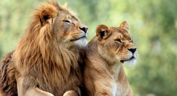 عکس حیوانات وحشی و اهلی