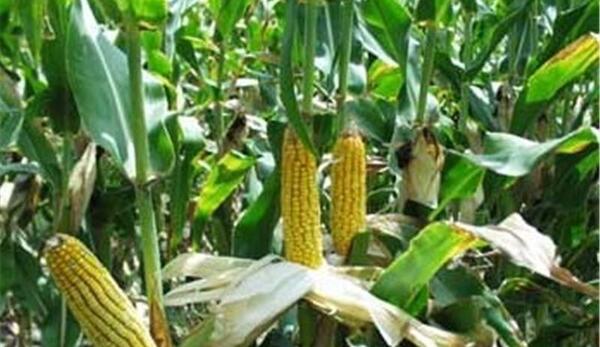 عکس ذرت دانه ای