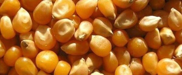 عکس ذرت دانه ای