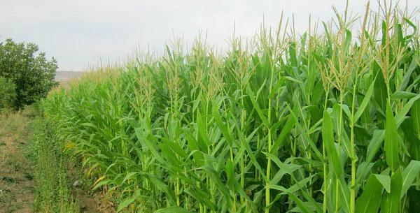 عکس ذرت دانه ای
