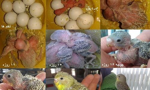 عکس بچه مرغ عشق