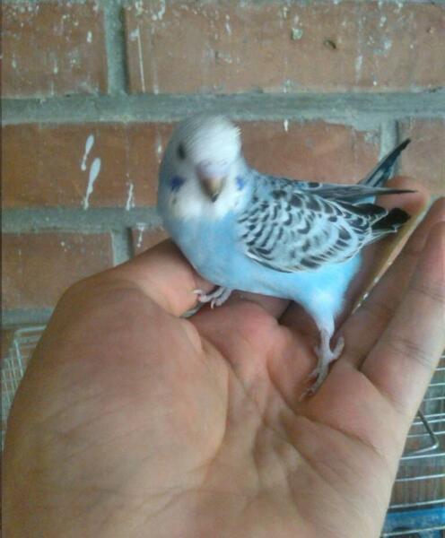 عکس بچه مرغ عشق