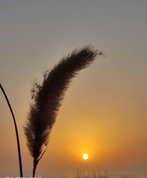 عکس نوشته مهسا محمدی