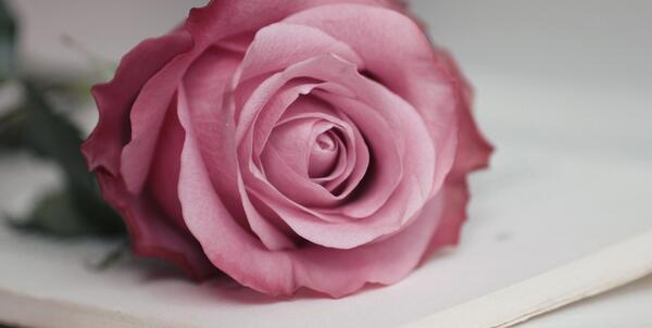 عکس ساده گل برای پروفایل