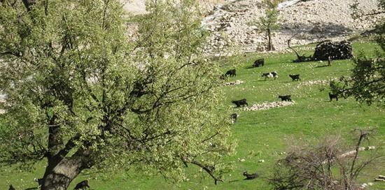 عکس طبیعت زیبای روستایی