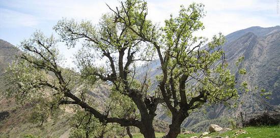 عکس طبیعت زیبای روستایی