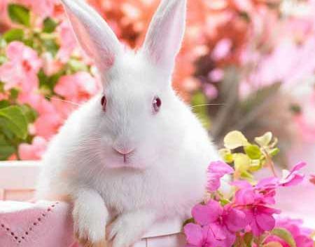عکس خرگوش فانتزی واقعی