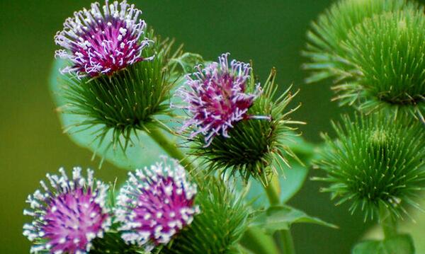 عکس گیاه بابا ادم