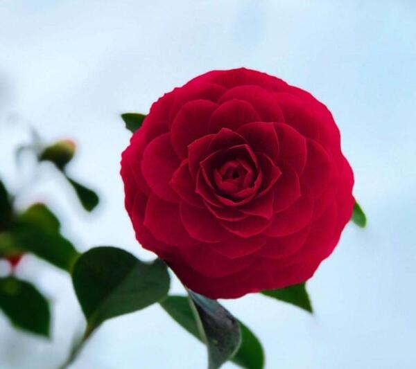 عکس گل کاملیا