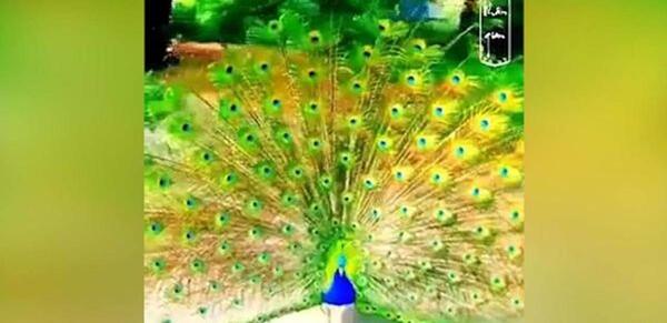 عکس طاووس های رنگارنگ