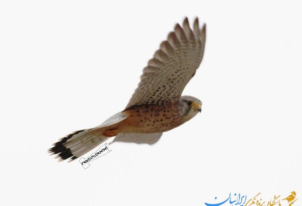 عکس شاهین دلیجه