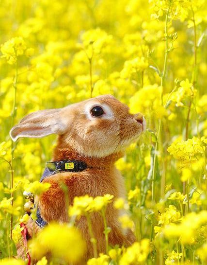 عکس حیوانات زیبا برای تصویر زمینه