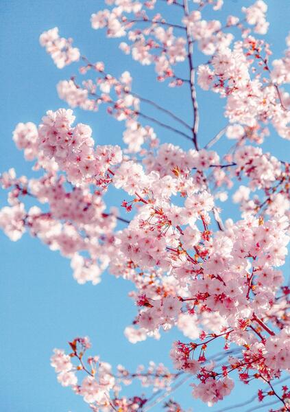 عکس بهاری زمینه