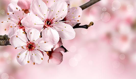 عکس بهاری زمینه