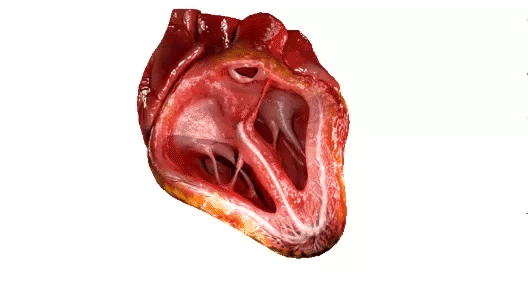 عکس داخل قلب انسان