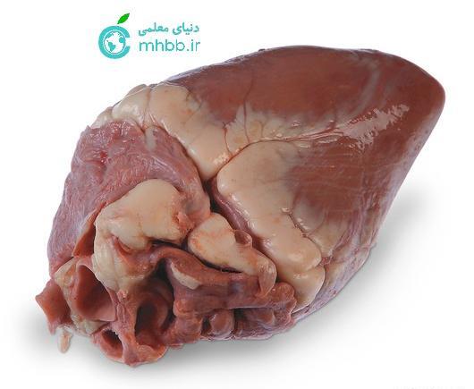عکس داخل قلب انسان