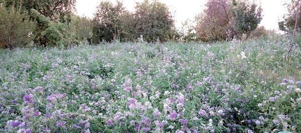 عکس چشمه کنان