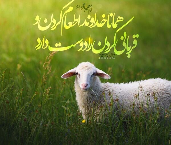 عکس نوشته قربانی تقدیر