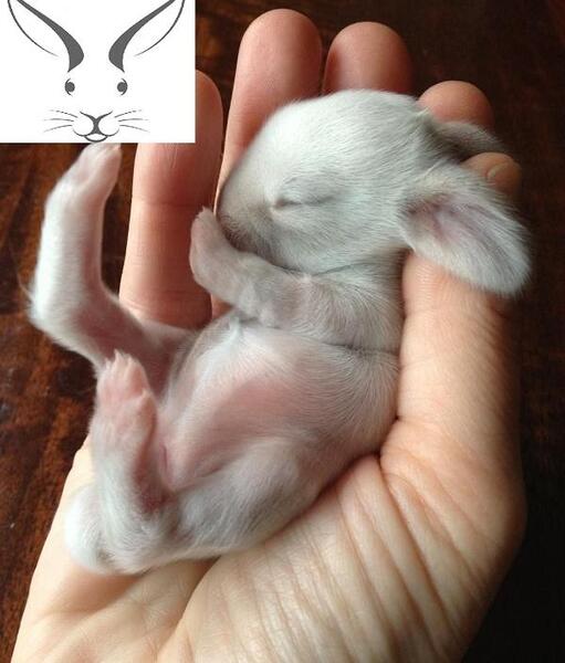 عکس بچه خرگوش