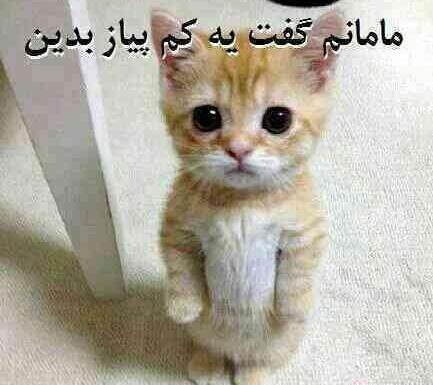 عکس جدید لایک خور
