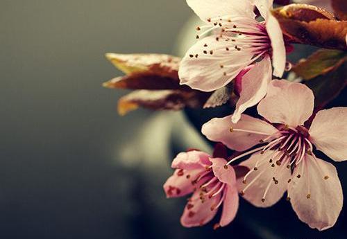 عکس های بهاری شکوفه