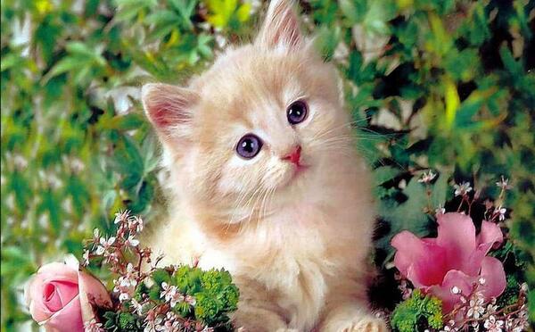 عکس های جالب حیوانات زیبا