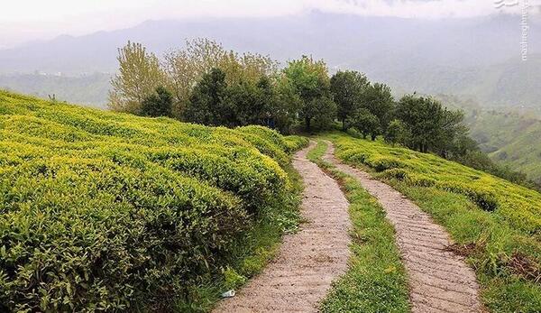 عکس چای گیلانی