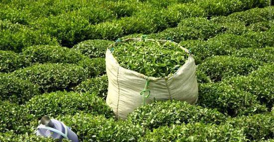 عکس چای گیلانی