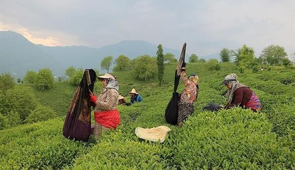 عکس چای گیلانی