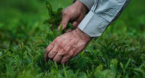 عکس چای گیلانی
