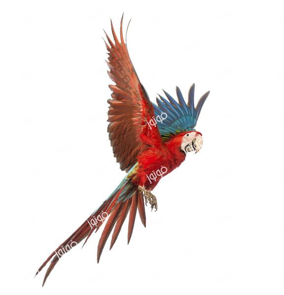 عکس طوطی قرمز