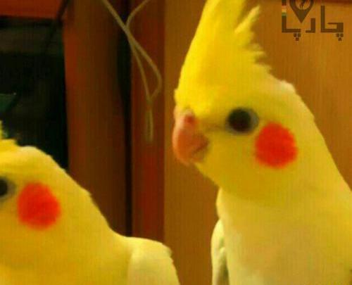عکس طوطی و عروس هلندی