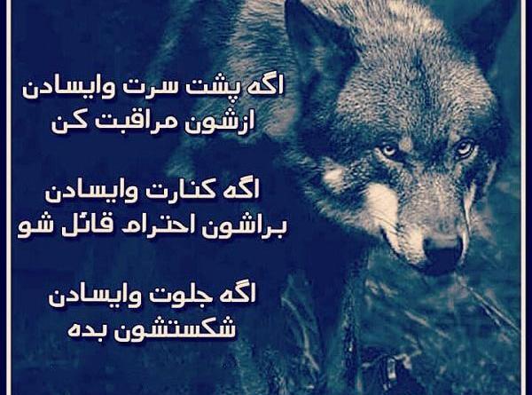 عکس گرگ جنی